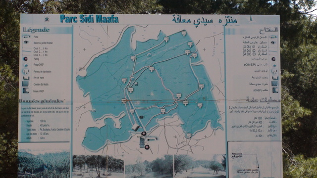 غابة سيدي امعافة 